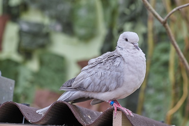 Vogelschutznetze gegen Tauben