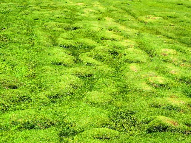 Gras schneiden ohne Rasenmäher