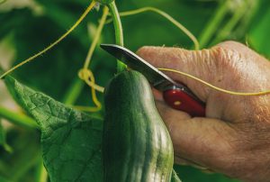 Gurken selbst züchten mittels Rankgitter