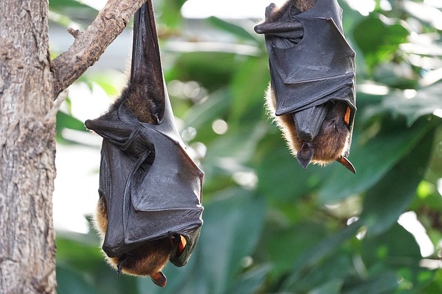 Fledermauskasten selbst bauen um die Tiere zu schützen