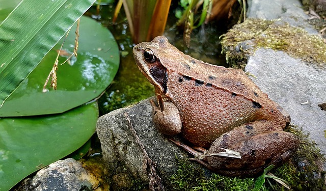 Der neue Gartenteich wird zum Herzstück des Gartens