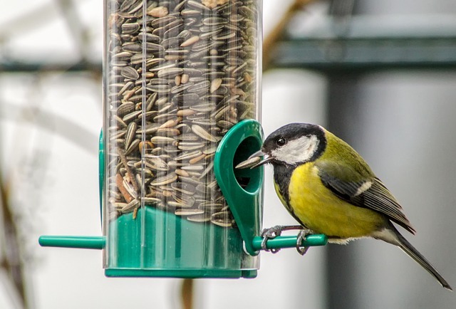 Futter für Vögel im Vogelhaus