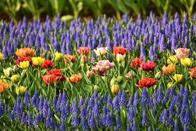 Blumenbeete sind eine Zierde für jeden Garten