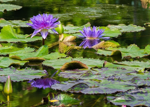 Wie legt man einen Gartenteich an?