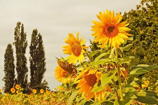 Garten im Landhausstil