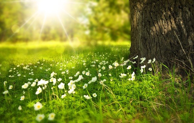 Wie oft im Monat sollten Sie Ihren Rasen im Garten schneiden?