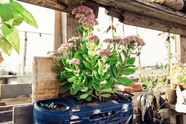 Wie man einen erfolgreichen urbanen Garten anlegt