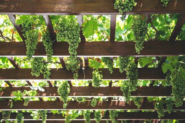 Die Vorteile einer Pergola für den Garten