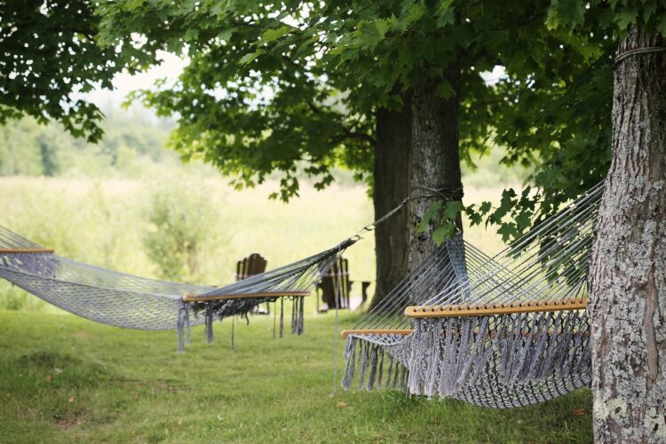 tree, hammocks, trees