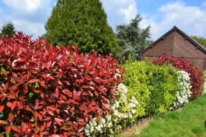 hedge, flowering hedge, nature