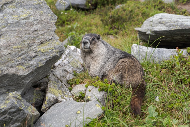 Fauna und Flora Österreichs - Wunder der Natur