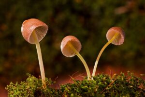 mushrooms, galerina vittiformis, fungi, agaric fungi, mushrooms, mushrooms, mushrooms, mushrooms, mushrooms, fungi