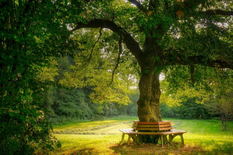 bank, relax, tree, the shade, quiet, bench, to sit, nature, seating, forest, wood, wooden bench, outdoors, landscape, silence, romantic, bench, bench, bench, bench, bench